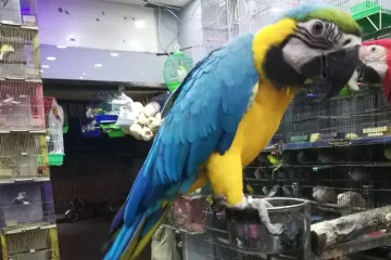 Blue-and-Gold-Macaw-UK.jpg (1)