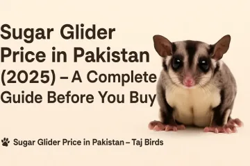 Sugar-glider-price.jpg