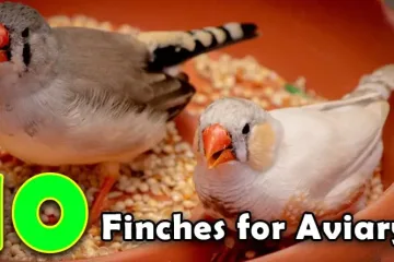finches-for-aviary
